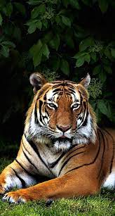 Cool Male Tiger Tiger Wallpaper Wild Animal Wallpaper Animals