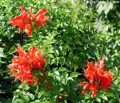 Image result for Tecomaria capensis