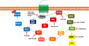 Cells consist of cytoplasm enclosed within a membrane, which contains many biomolecules such as proteins and nucleic acids. Frontiers Structure Function Pharmacology And Therapeutic Potential Of The G Protein Ga Q 11 Cardiovascular Medicine