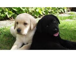 Autumnwood golden retrievers we are a small, family run, hobby breeder of english/american golden retrievers in northern california. Golden Retriever Lab Mix Pets And Animals For Sale California