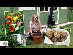 Hardy varieties of calla lily tend to be white and will survive overwintering outdoors in many climates. How To Plant Calla Lilies Bulbs Farmergracy Co Uk Youtube Lily Bulbs Calla Lily Calla Lily Bulbs