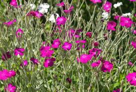 Maybe you would like to learn more about one of these? 18 Plants With Gorgeous Pink Flowers