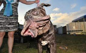 Le concours du chien le plus moche du monde a eu lieu en californie. On Vous Presente Martha Le Chien Le Plus Laid Du Monde Le Parisien