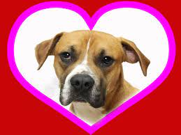 Our volunteers' time and talents are an invaluable asset to haile's angels pet rescue. News Flash Hall County Ga Civicengage