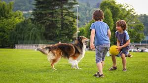 160 to the rescue jobs available in parker, co on indeed.com. Community Partners In Denver Co Vca Aspenwood Animal Hospital