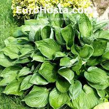 Check spelling or type a new query. Hosta Second Wind Eurohosta