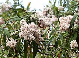 Image result for Buddleja salviifolia