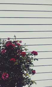 Wallpaper flowers vintage flower iphone wallpaper sunflower. Aesthetics Flower Grunge Wallpapers Wallpaper Cave