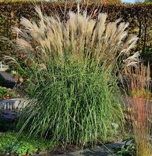 China, japan und korea) stammendes ausdauerndes süßgras. Chinaschilf Hermann Mussel Miscanthus Sinensis Hermann Mussel