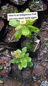 Image result for Rothmannia manganjae