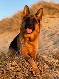 Découvrez le Berger Allemand, chien fidèle et dynamique