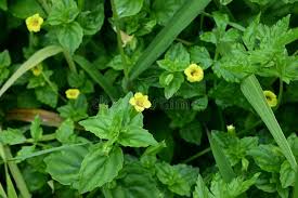 Image result for Phrymaceae