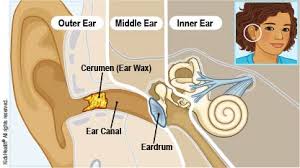 Www.centuryhearingaids.com how to clean your ears under ideal circumstances, the ear canals should. Dealing With Earwax For Parents Nemours Kidshealth