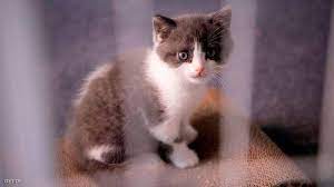 إذا استمرّيت بالتصفّح، فإنّك توافق على استخدامنا للكوكيز تصفّح سياسة الخصوصية. Ù‚ØªÙ„ Ù‚Ø·Ø© Ø¨Ù€ Ø·Ø±ÙŠÙ‚Ø© ÙˆØ­Ø´ÙŠØ© ÙˆØ§Ù„Ø¬Ø§Ù†ÙŠ ÙŠØªÙ„Ù‚Ù‰ Ø¹Ù‚ÙˆØ¨Ø© Ù‚Ø§Ø³ÙŠØ© Ø£Ø®Ø¨Ø§Ø± Ø³ÙƒØ§ÙŠ Ù†ÙŠÙˆØ² Ø¹Ø±Ø¨ÙŠØ©