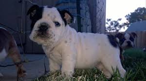 Cascade bulldogs is a bulldog blog dedicated to providing helpful information about raising, training and showing bulldogs. English Bulldog Blue Pets And Animals For Sale Washington