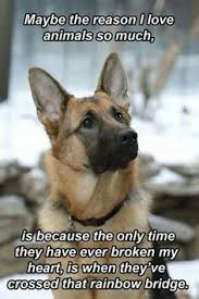  350 Pet Loss Quotes Ideas Quotes Pet Loss Loss Quotes