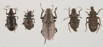 Identifying Soil Beetle Pests Agriculture And Food