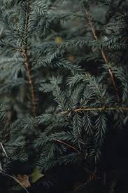 Please add 8.25% texas sales tax. 750 Portrait Background Pictures Download Free Images On Unsplash