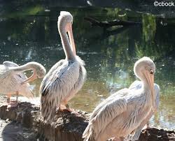 The australian pelican is found across australia and new guinea on many inland and coastal waters but avoids dry desert regions. Animal Kingdom Allears Net