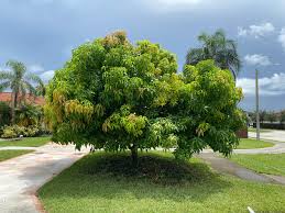 Image result for Mangifera indica