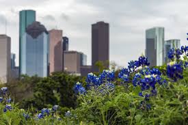Delicate looking but tough and easy to grow, cosmos bipinnatus are prolific summer flowers, sending up flowers in many colors and forms above fernlike foliage. 5 Perfect Houston Parks For Your Annual Bluebonnet Photos Houstonia Magazine