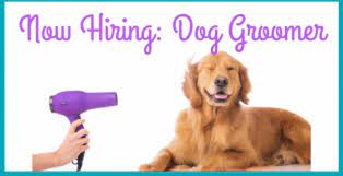 Your pet groomer is on their way and your pet will soon be looking. Ilmu Pengetahuan 8 Dog Groomers Near Me Hiring