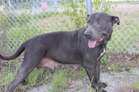 Find 14 listings related to colorado pitbull rescue in longmont on yp.com. A Pit Bull Rescue Colorado Apbrc Home Facebook