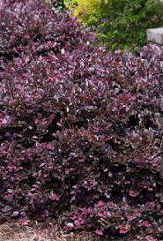 Growing only 4 to 6 feet tall and wide, purple diamond is just the right size for your yard. Purple Diamond Semi Dwarf Loropetalum Plant Development Services Inc