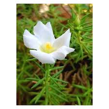 Image result for Portulacaceae