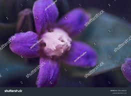 Image result for Raphionacme hirsuta