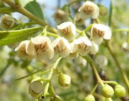 Image result for Euclea undulata