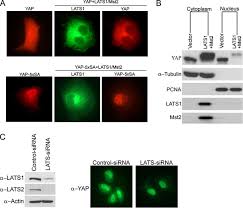 • canlı sistemlerde en çok rastlanan 4 element (karbon, hidrojen, oksijen ve azot) temeldir. Tumor Suppressor Lats1 Is A Negative Regulator Of Oncogene Yap Journal Of Biological Chemistry