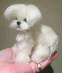 This is a perfect hairstyle for a dog show. Teddy Bear Cut On Maltese Online