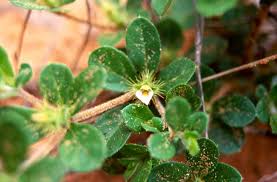 Image result for Blepharis integrifolia