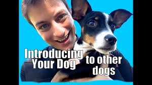 It's important to watch the puppy's response here's a checklist that can help you. Puppy Socialization Checklist Pdf Time Frame And Tips For Socializing A New Puppy Pupford