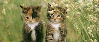 Chaton Male Ou Femelle Que Choisir Purina