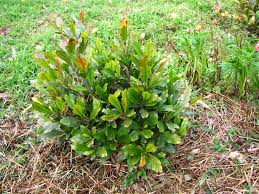 Miracle fruit is an evergreen bush or tree growing to 15 ft. Fruit Trees Miracle Fruit Tree Fertilizer