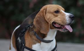 Learn how to spot the early warning signs & causes of fluid developing in the lung. Dogs Detecting Lung Cancer With 97 Accuracy May Spell The End Of Expensive Screening Methods