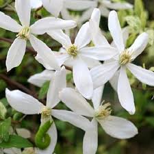 Клематис варшавска никэ (clematis warszawska nike). Clematis Snowdrift Immergrun Online Kaufen Clematisonline De