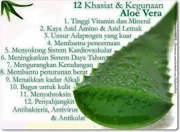 265 likes · 3 talking about this. Khasiat Aloe Vera Untuk Wajah Blog Kesehatan Anda