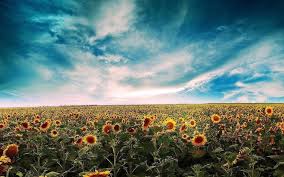 Check spelling or type a new query. Desktop Wallpaper Sunflowers
