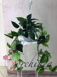 Le piante pendenti da interno sono molto decorative. Pianta Di Pothos Scindapsus Pendente Da Interno Con Vaso 18 Cm Ebay