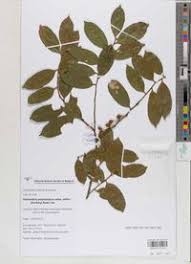 Image result for Cleistanthus polystachyus