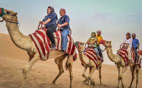 The camelids, as a family, include the new world camelids: Book Premium Red Dunes Desert Safari In Dubai Headout