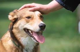 Male Dog Names Goruntuler Ile Kopek Hayvan Herkul