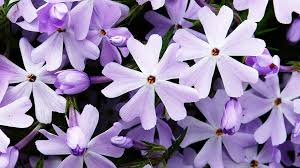 12 package contains 1 set of seeds all pictures shown are for illustration purpose only.actual product may vary due to product enhancement we are selling seeds only not plants. Flower Violet Nature Garden Plant Spring Purple Flower Wild Flowers Veronique Purple Smells Of Summer Purple Flowers Pikist