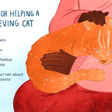 Maybe you would like to learn more about one of these? Helping Cats Cope With Loss Of Other Pets