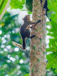 Squirrel Climbing Up A Tree For Food Stock Photo, Picture And Royalty Free  Image. Image 88286887.