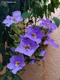 Image result for Thunbergia laborans