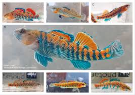 Image result for Platostoma africanum